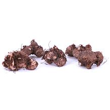 Van Zyverden Caladiums Strap Leaf Gingerland - 3 Bulbs