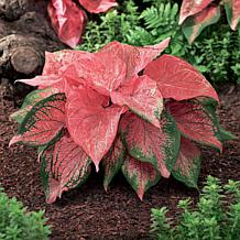 Van Zyverden Caladiums Strap Leaf Pink Symphony - 3 Bulbs