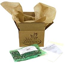 Van Zyverden Caladiums Strap Leaf Pink Symphony - 3 Bulbs