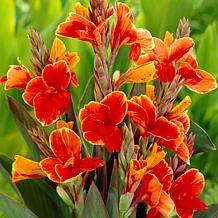 Van Zyverden Cannas Rosemond Cole Bulbs 5-pack