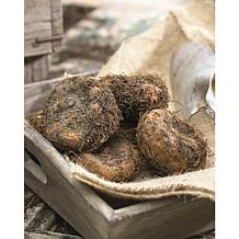 Van Zyverden Container Begonias Double Pastel Bulbs 5-pack