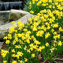 Van Zyverden Daffodils Tete A Tete Set of 6 Bulbs