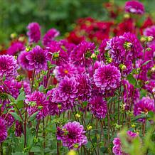 Van Zyverden Dahlias Blue Bell Set of 5 Bulbs