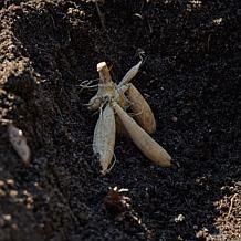 Van Zyverden Dahlias Blue Bell Set of 5 Bulbs