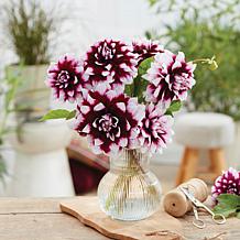 Van Zyverden Dahlias Mystery Day, Set of 3 Bulbs