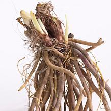 Van Zyverden Daylilies Once In a Lifetime Blend 20 Roots