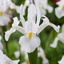 Van Zyverden Dutch Iris White Van Vliet Set of 25 Bulbs