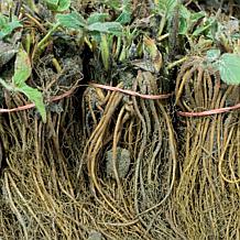 Van Zyverden Everbearing Strawberries Quinault - Set of 10 Roots