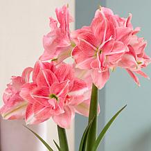 Van Zyverden Fast Track Amaryllis Kit Double Time w Decorative Planter