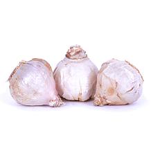Van Zyverden Garlic Hardneck Porcelain Northern Extra Hardy - 3 Cloves