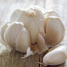 Van Zyverden Garlic Italian Late Set of 5 Plants