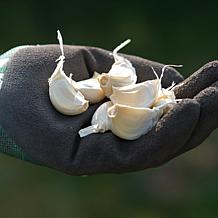 Van Zyverden Garlic Softneck Silverskin Silver Rose Set of 3 Bulbs