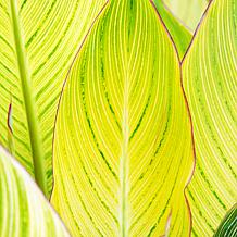 Van Zyverden Giant Cannas Bengal Tiger Set of 9 Bulbs