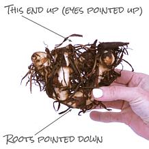 Van Zyverden Giant Cannas Bengal Tiger Set of 9 Bulbs