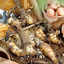 Van Zyverden Giant Cannas Striata Set of 3 Bulbs