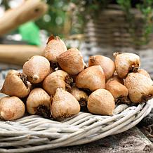 Van Zyverden Gladiolus Acidanthera Set of 12 Bulbs