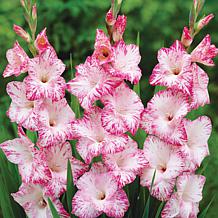 Van Zyverden Gladiolus Magenta Blend Set of 25 Bulbs