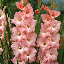 Van Zyverden Gladiolus Prosperity Blend Set of 25 Bulbs