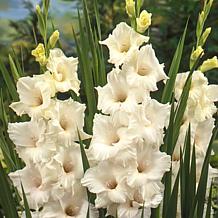 Van Zyverden Gladiolus Prosperity Blend Set of 25 Bulbs