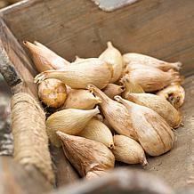 Van Zyverden Grand Freesia and Ranunculus Blend 10 Bulbs