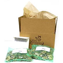 Van Zyverden Grape Hyacinths, Set of 25 Bulbs
