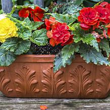 Van Zyverden Hanging Basket Begonias Golden Balcony Set of 1 Bulb