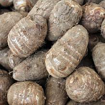 Van Zyverden Hawaiian Punch Elephant Ear Patio Kit with Rattan Planter