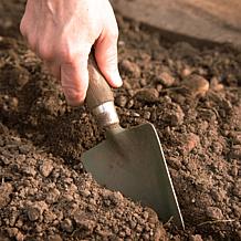 Van Zyverden Hosta Big Daddy Set of 1 Root