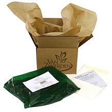 Van Zyverden Hosta Twilight - Set of 3 Roots