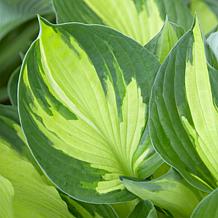 Van Zyverden Hosta Whirlwind - Set of 3 Roots
