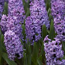 Van Zyverden Hyacinths Atlantic Set of 10 Bulbs