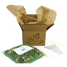 Van Zyverden Hyacinths Sweet Invitation, Set of 10 Bulbs