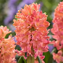 Van Zyverden Hyacinths Sweet Invitation, Set of 10 Bulbs