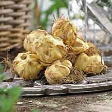 Van Zyverden Lilies Asiatic Mixed, Set of 25 Bulbs