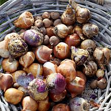 Van Zyverden Lycoris Radiata - 3 Bulbs