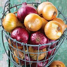 Van Zyverden Onion Sets Yellow Set of 250 Bulbs