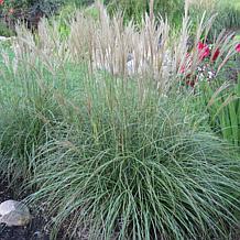 Van Zyverden Ornamental Dwarf Maiden Grass One 3.25" Dormant Plant