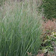 Van Zyverden Ornamental Grass Blue Switch (1) 3.25" Dormant Plant