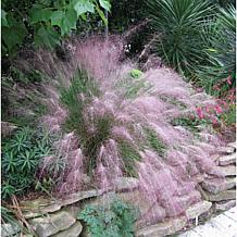 Van Zyverden Ornamental Grass Pink Muhly 1 Dormant Plant