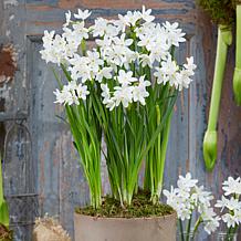 Van Zyverden Paperwhites, Set of 25 Bulbs