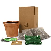 Van Zyverden Patio Gardening Blueberry Bluecrop Kit