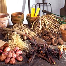 Van Zyverden Patio Gardening Double Knock Out Rose Kit