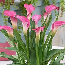 Van Zyverden Patio Pink Calla w/ Pink Planter, Soil and Growers Pot