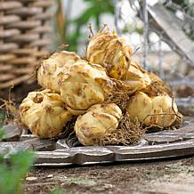 Van Zyverden Patio Smart Romance Lilies Kit