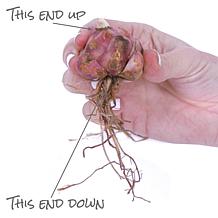 Van Zyverden Pineapple Lily w/ Stainless Planter, Soil & Growers Pot