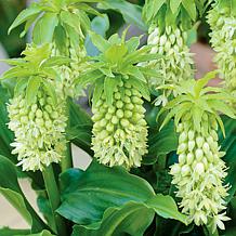 Van Zyverden Pineapple Lily w/ Stainless Planter, Soil & Growers Pot