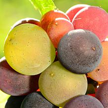 Van Zyverden Premium Bareroot Grape Vine Pinot Gris 1 Plant