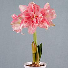 Van Zyverden Premium Fast Track Amaryllis Double Time Set of 1 Bulb
