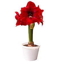 Van Zyverden Premium Fast Track Amaryllis Hypersonic Set of 1 Bulb