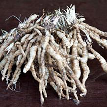 Van Zyverden Red Riding Hood Tall Phlox Paniculata - Set of 5 Roots